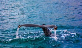 鲸落的意思和含义 鲸落是什么意思